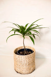 Barringtonia papuana